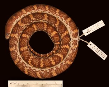Media type: image;   Herpetology R-173870